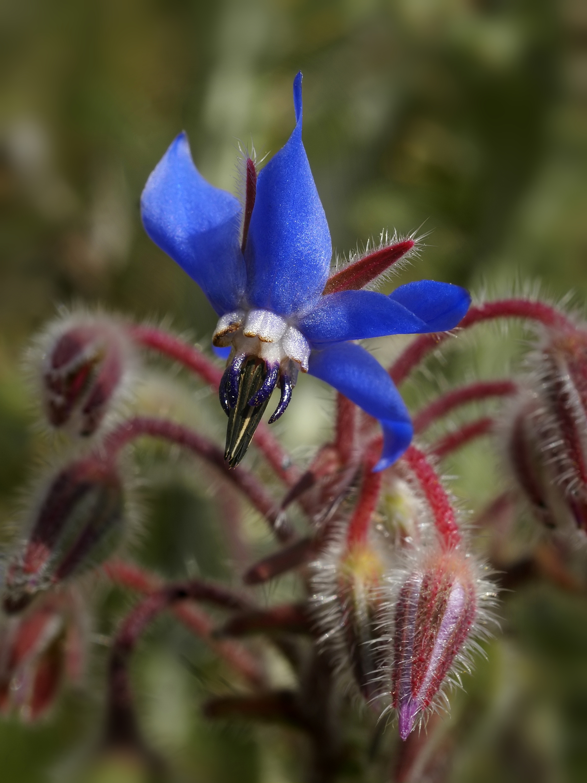 Bourrache officinale